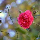 Die letzte rote Rose