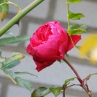 Die letzte rote Rose