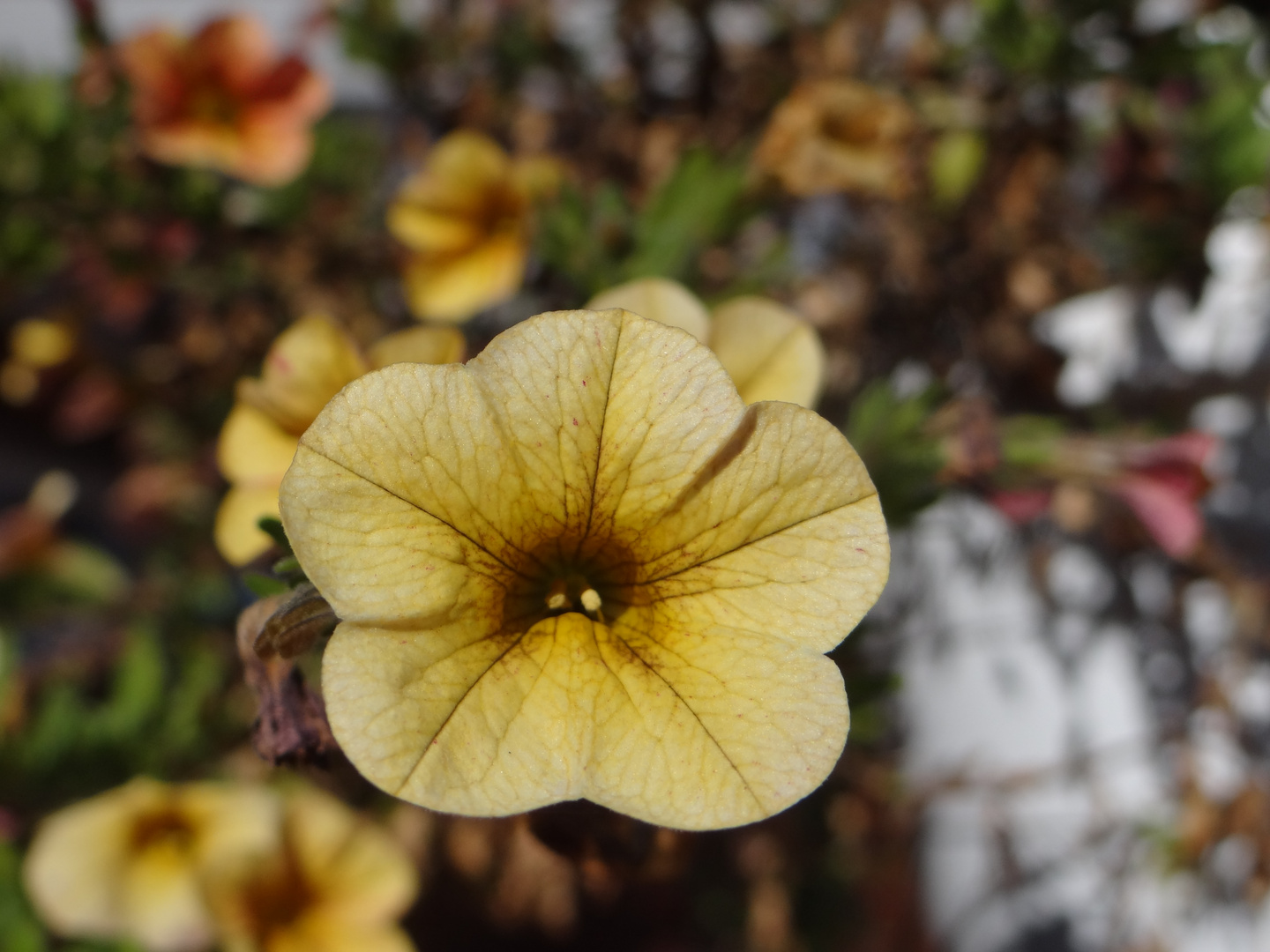 Die letzte, schönste Blume vor dem Herbst..