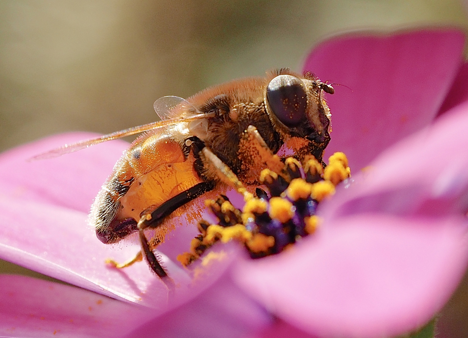 Die letzte Schwebfliege  macht das Licht aus :-)