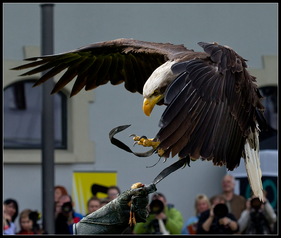 Die letzte Sekunde des Kükens Adler bei der Landung