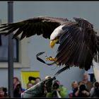 Die letzte Sekunde des Kükens Adler bei der Landung