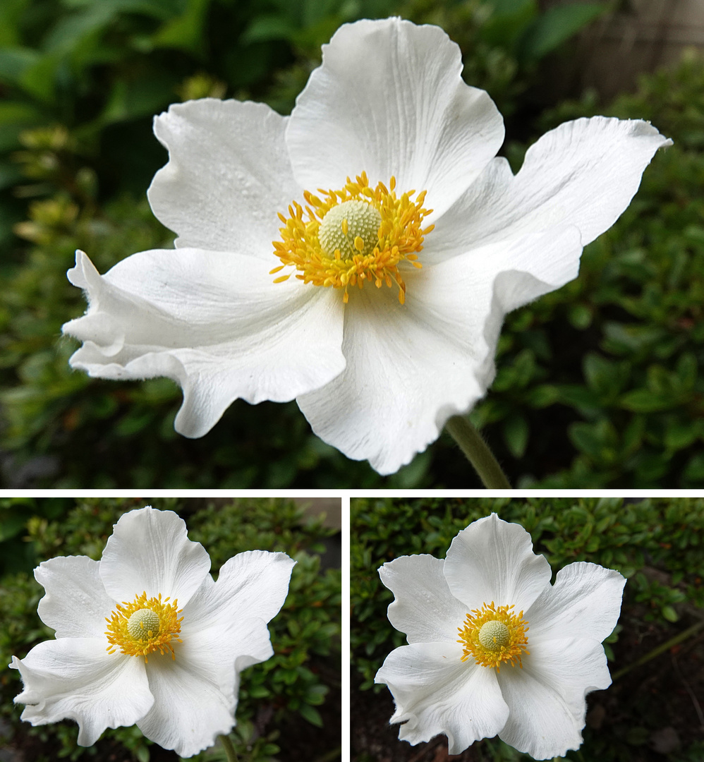 die letzte Sommeranemone bei uns im Garten