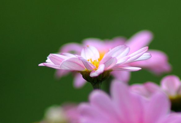 Die letzte Sommerblüte