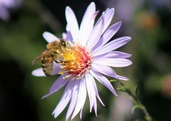 Die letzte Sommerbotin