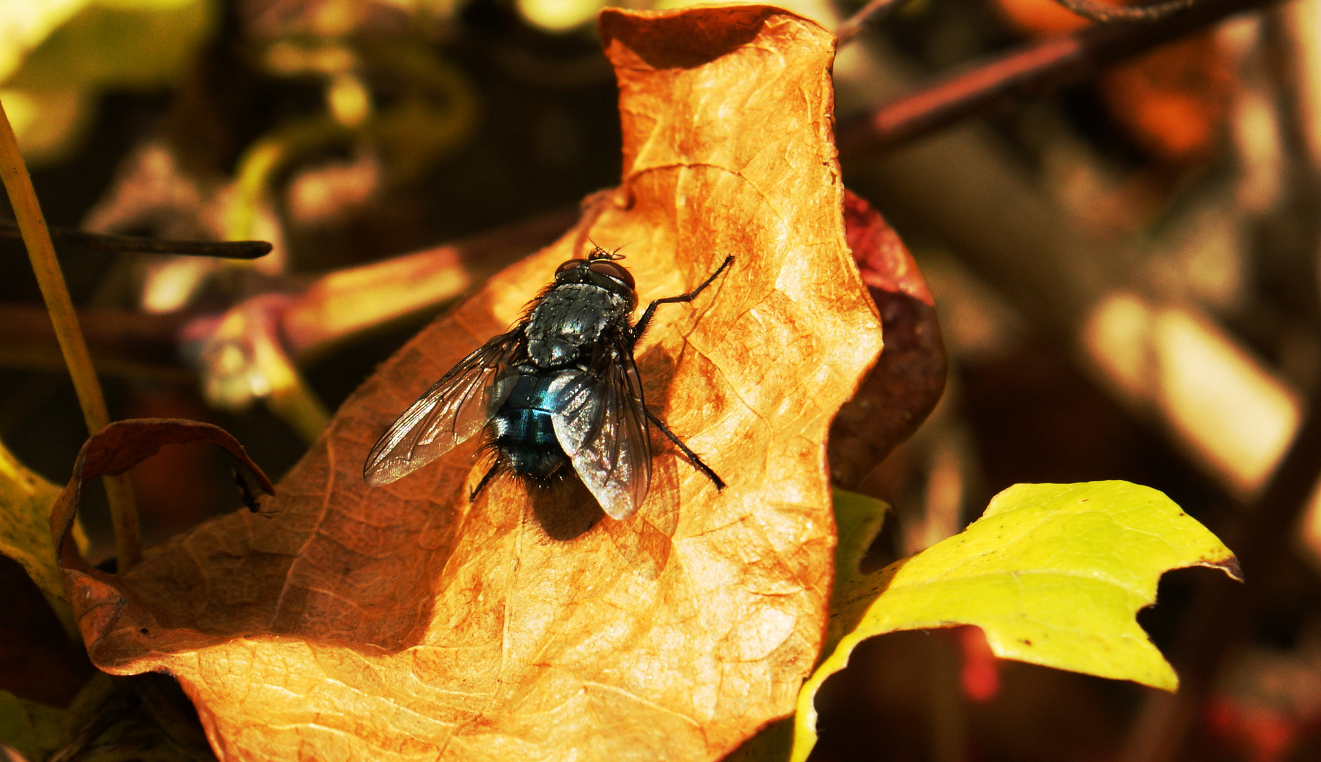 Die letzte Sonne im Herbst tanken