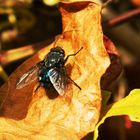 Die letzte Sonne im Herbst tanken