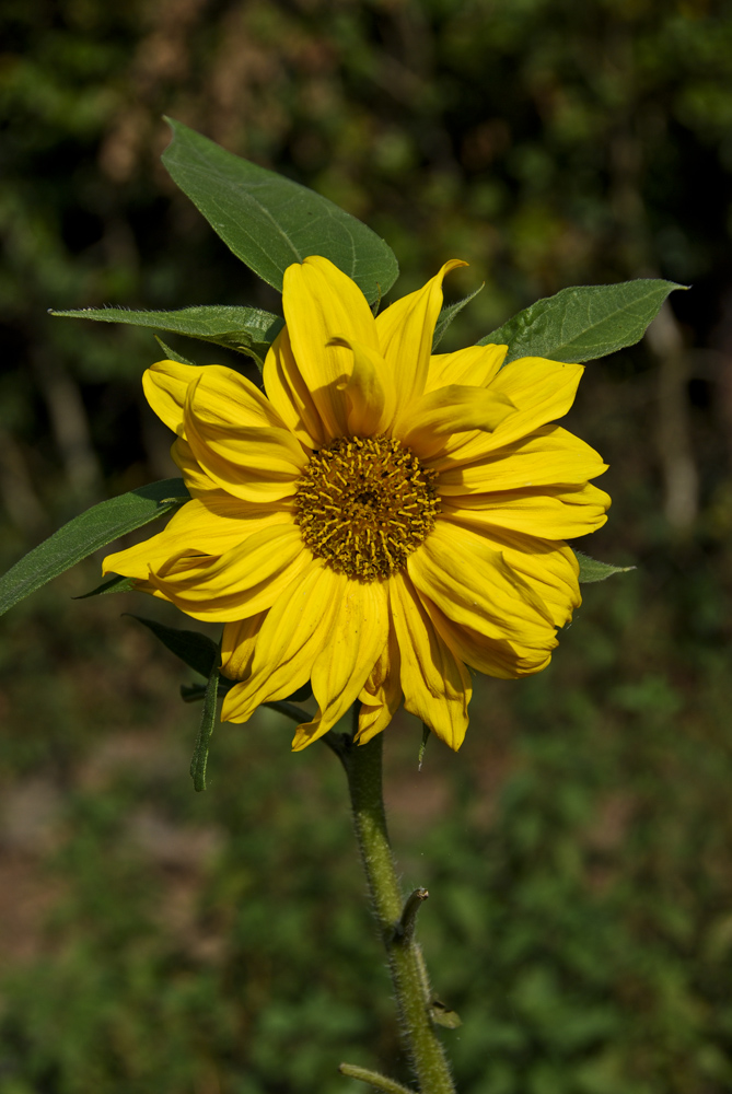 Die letzte Sonnenblume