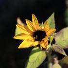 Die letzte Sonnenblume