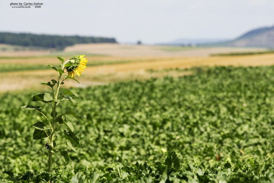 die letzte Sonnenblume...