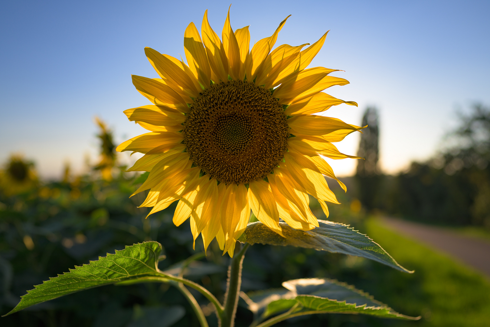 die letzte Sonnenblume...