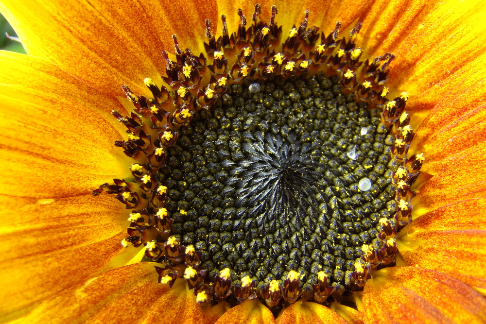 die letzte Sonnenblume