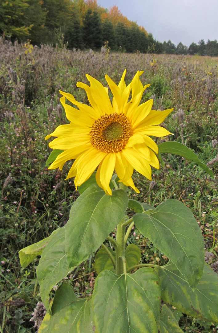 Die letzte Sonnenblume