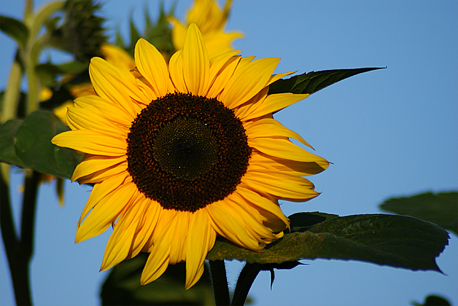 die letzte Sonnenblume für dieses Jahr