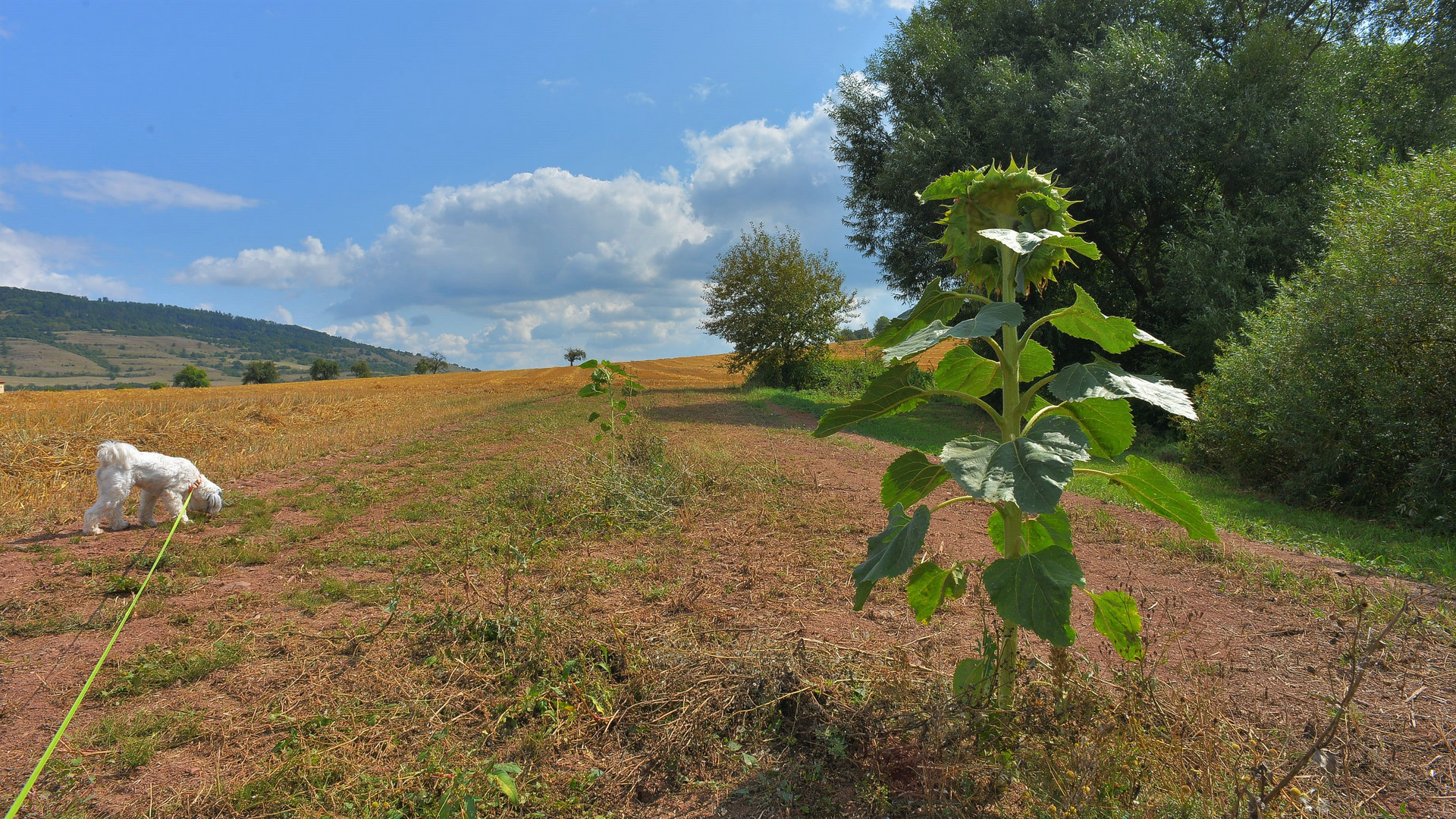 die letzte Sonnenblume (la última girasol)