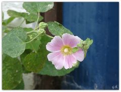 Die letzte Stockrose