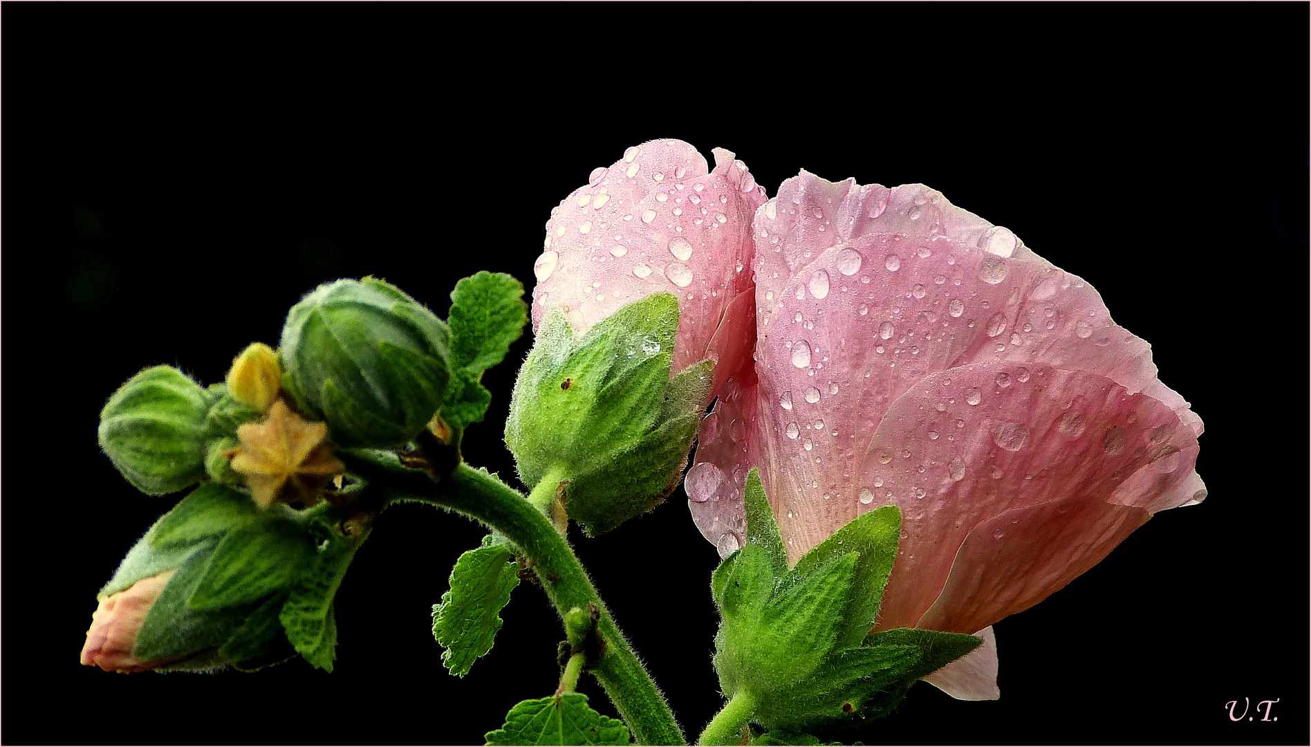 Die letzte Stockrose