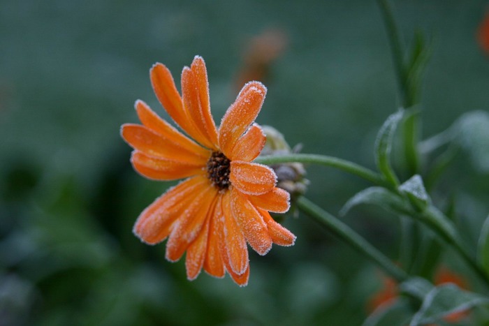 Die letzte Studentenblume