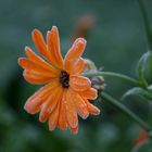 Die letzte Studentenblume