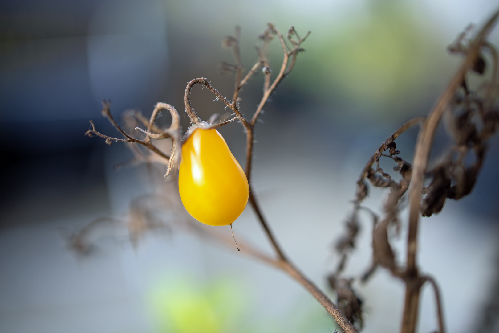 die letzte Tomate 2