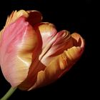 Die letzte Tulpe