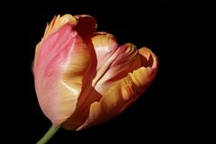 Die letzte Tulpe