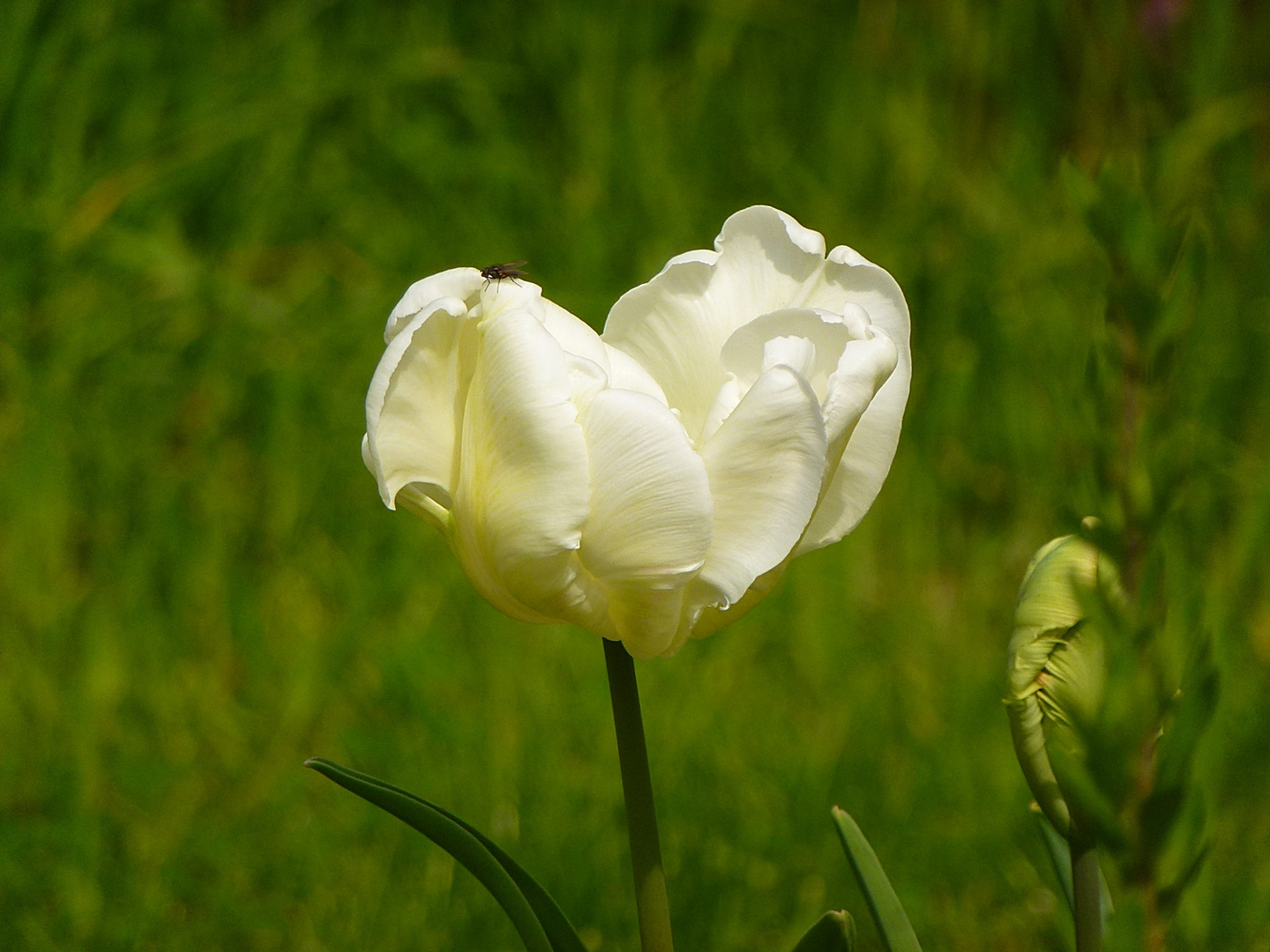 Die letzte Tulpe für heute