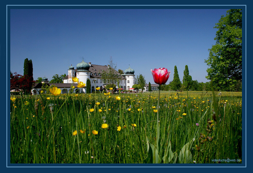 Die letzte Tulpe im Park ?