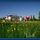 Die letzte Tulpe im Park ?