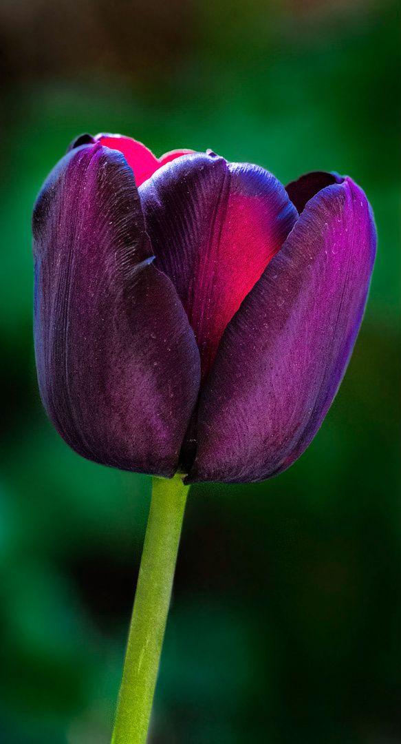 Die letzte Tulpe in diesem Jahr 