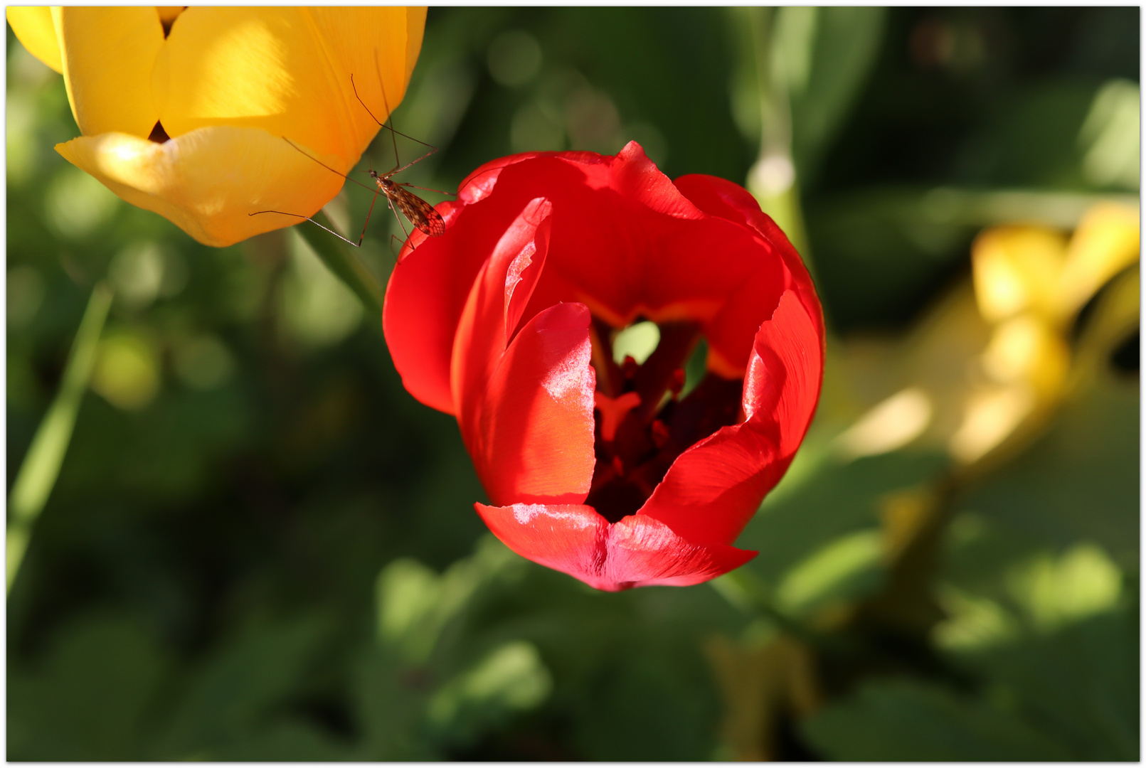 die letzte Tulpen