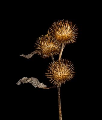 DIE LETZTE UMKLAMMERUNG