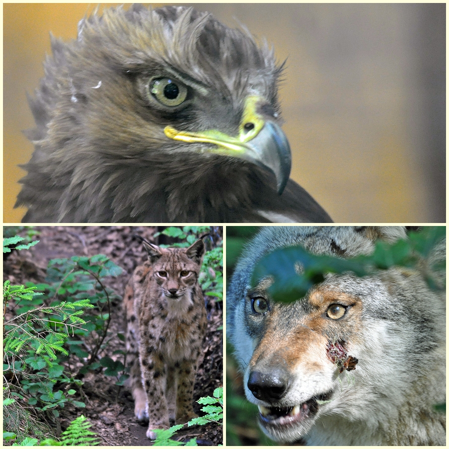 ..die letzte vom Tierfreigehege Bayr. Wald..