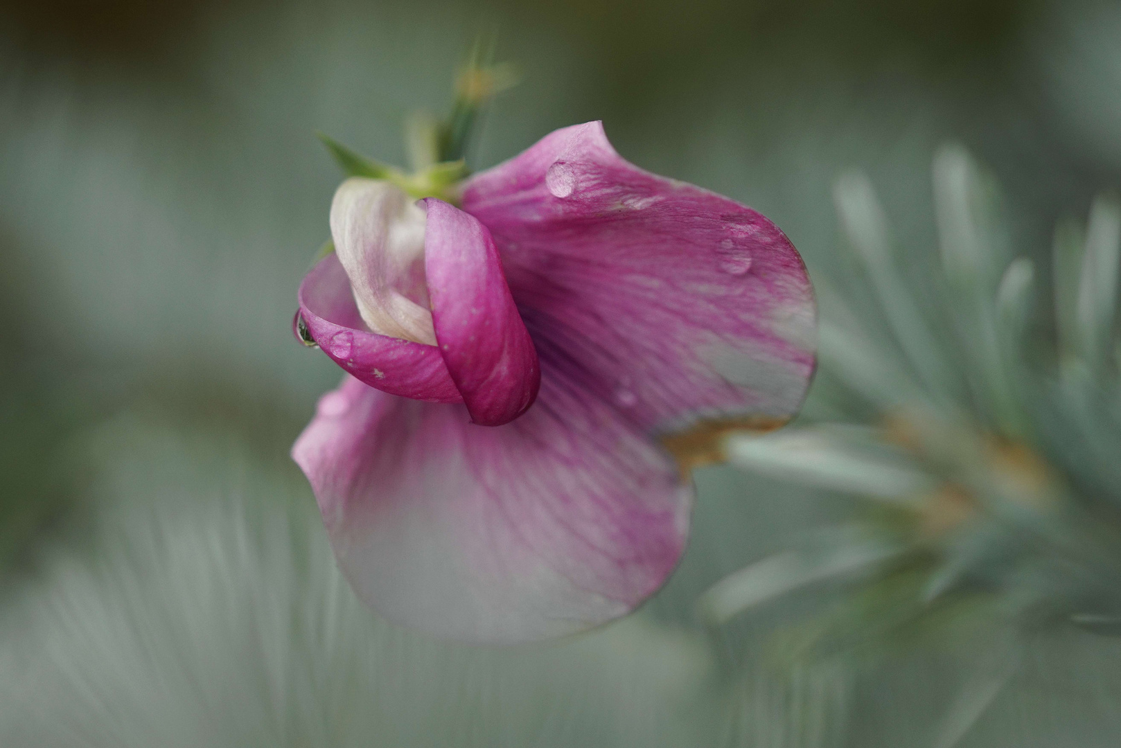 Die Letzte Wickenblüte