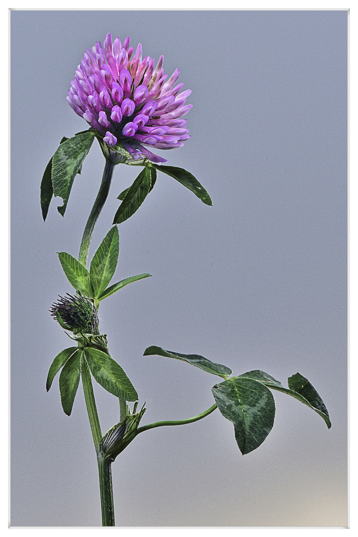 Die letzte Wiesenblume