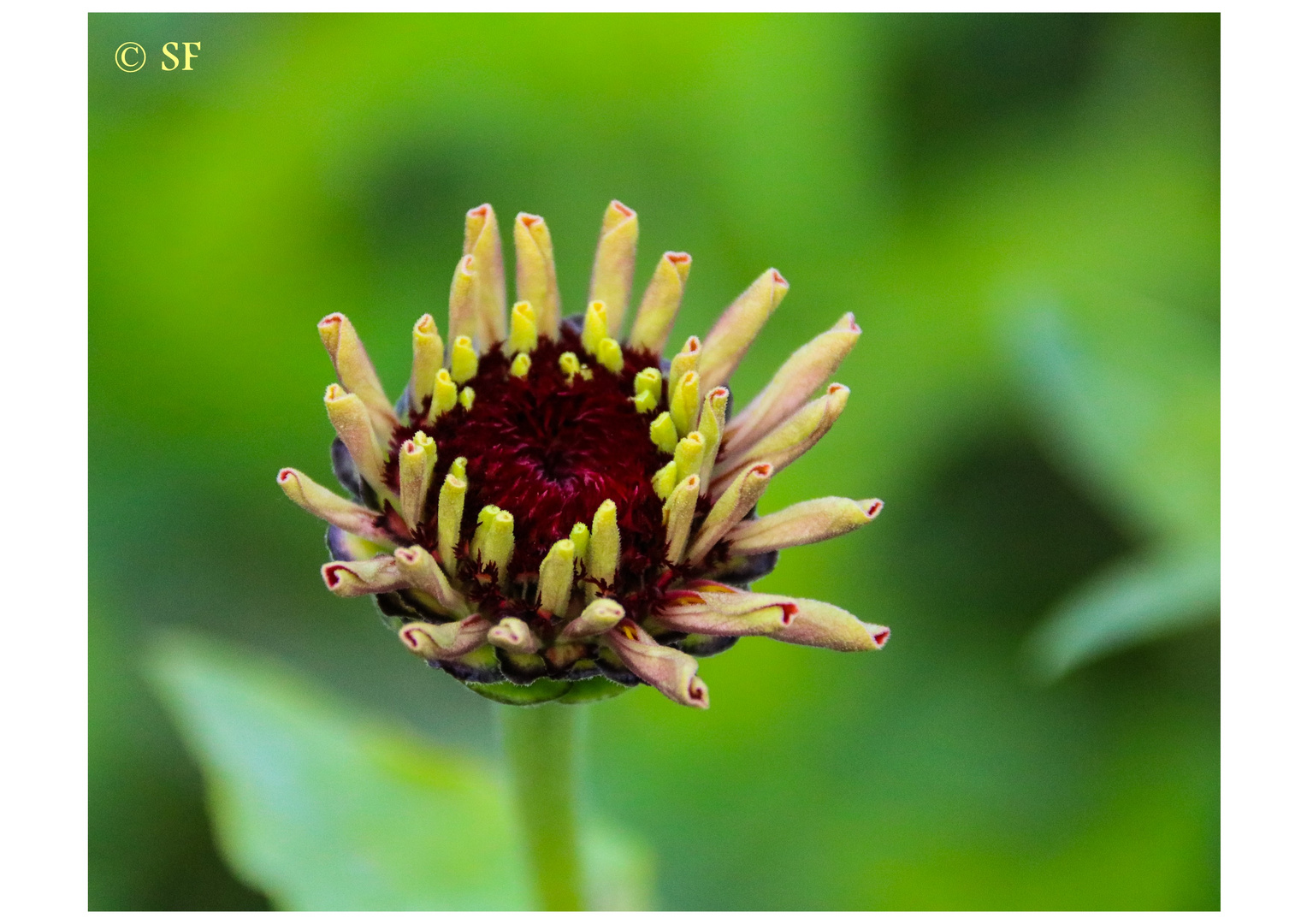 Die letzte Zinnien-Blüte