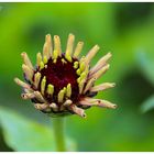 Die letzte Zinnien-Blüte