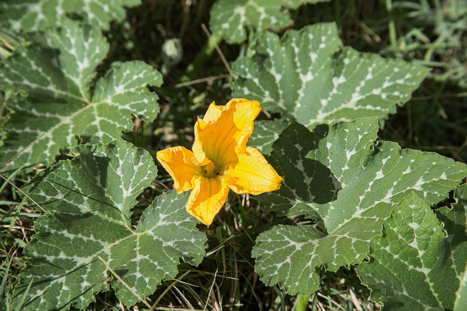 die letzte ?? Zucchini-Bluete in diesem Jahr 