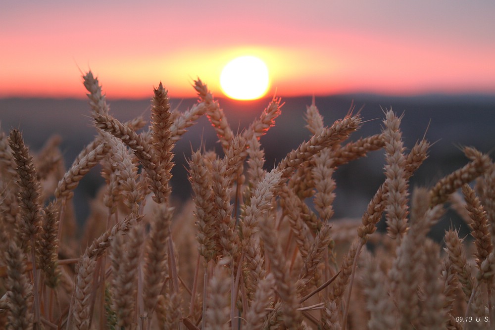 "Die letzten Ähren des Sommers"