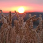 "Die letzten Ähren des Sommers"