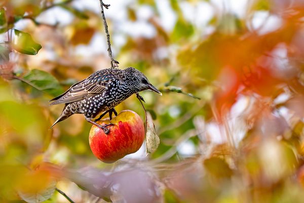 Die letzten Äpfel ...
