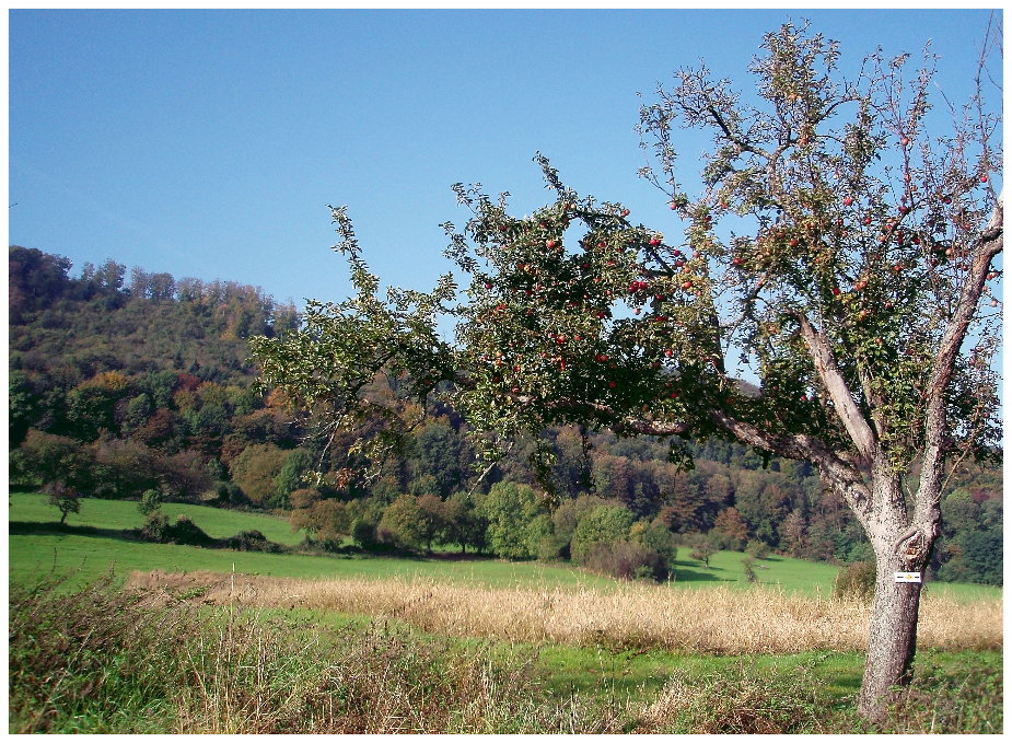 Die letzten Äpfel