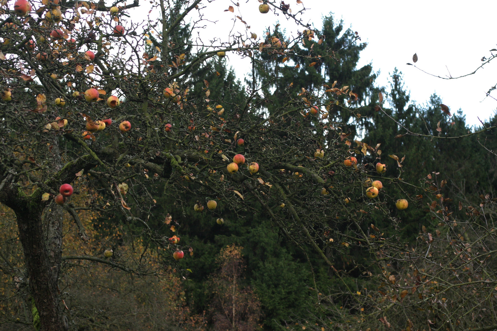 die letzten Äpfel