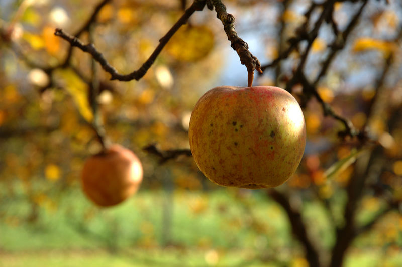 Die letzten Äpfel