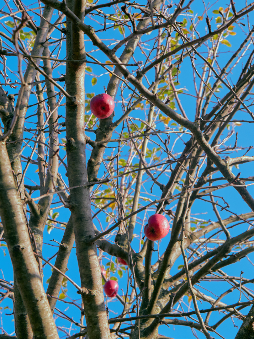 Die letzten Äpfel im Herbst