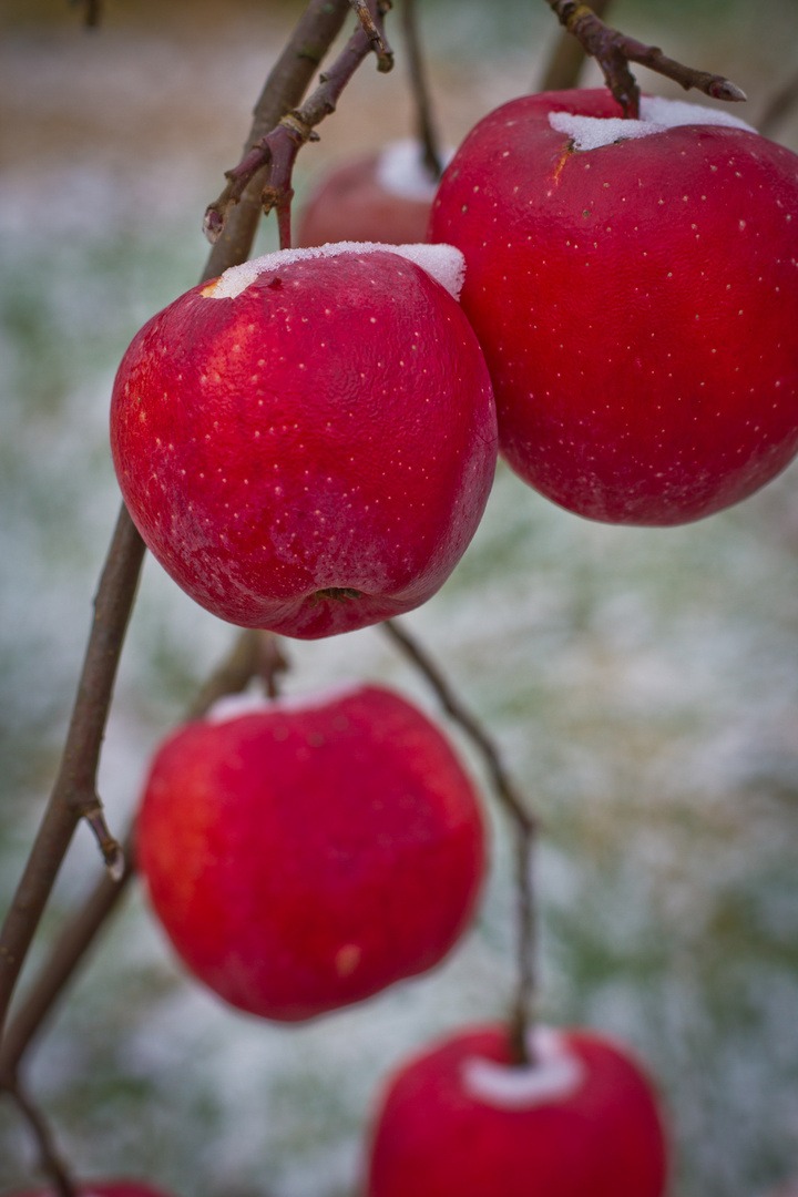 Die letzten Äpfel in meinem Garten