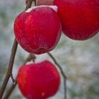 Die letzten Äpfel in meinem Garten