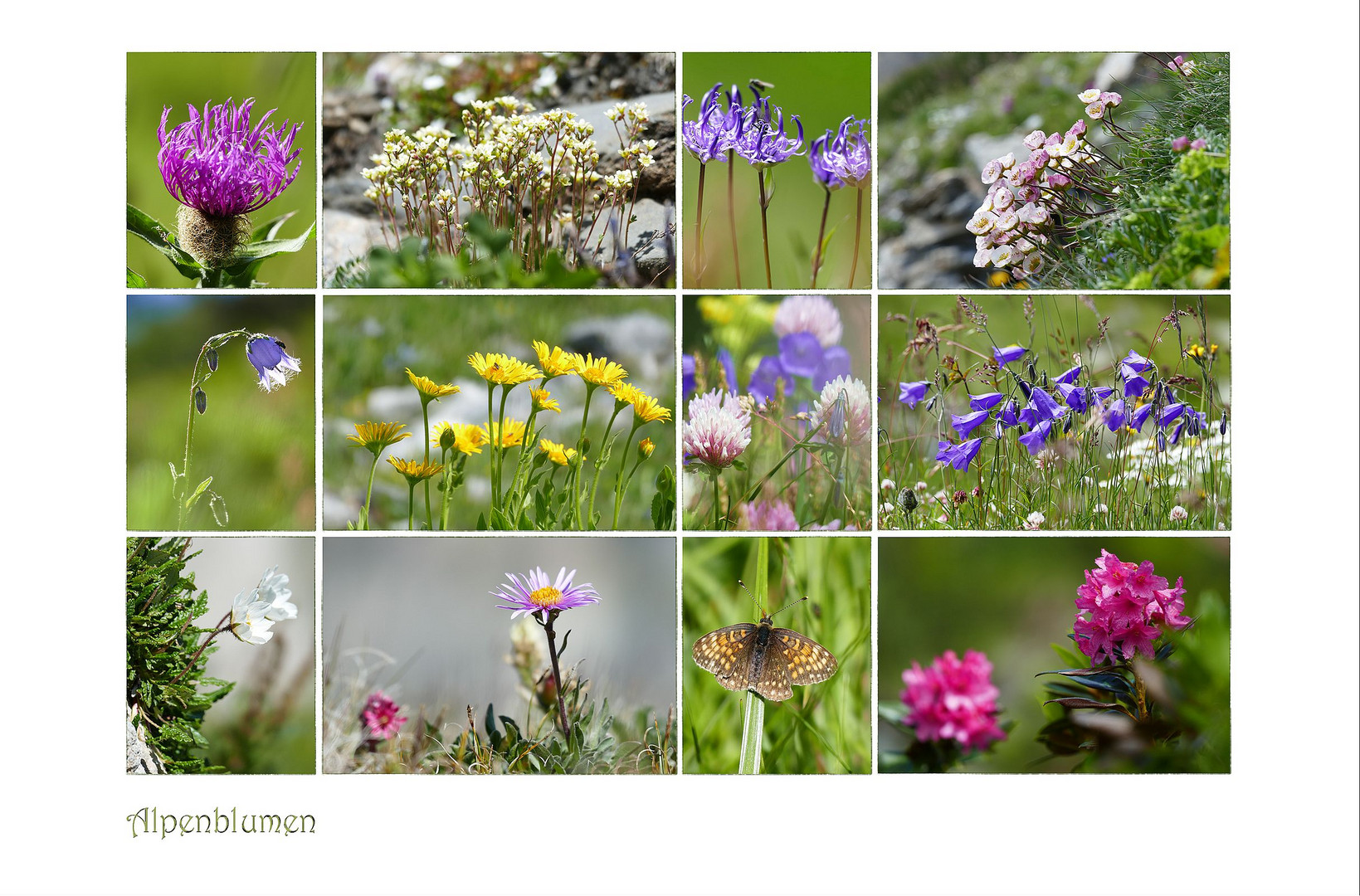 die letzten Alpenblumen...