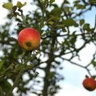 die letzten am Baum - lecker Äpfelchen