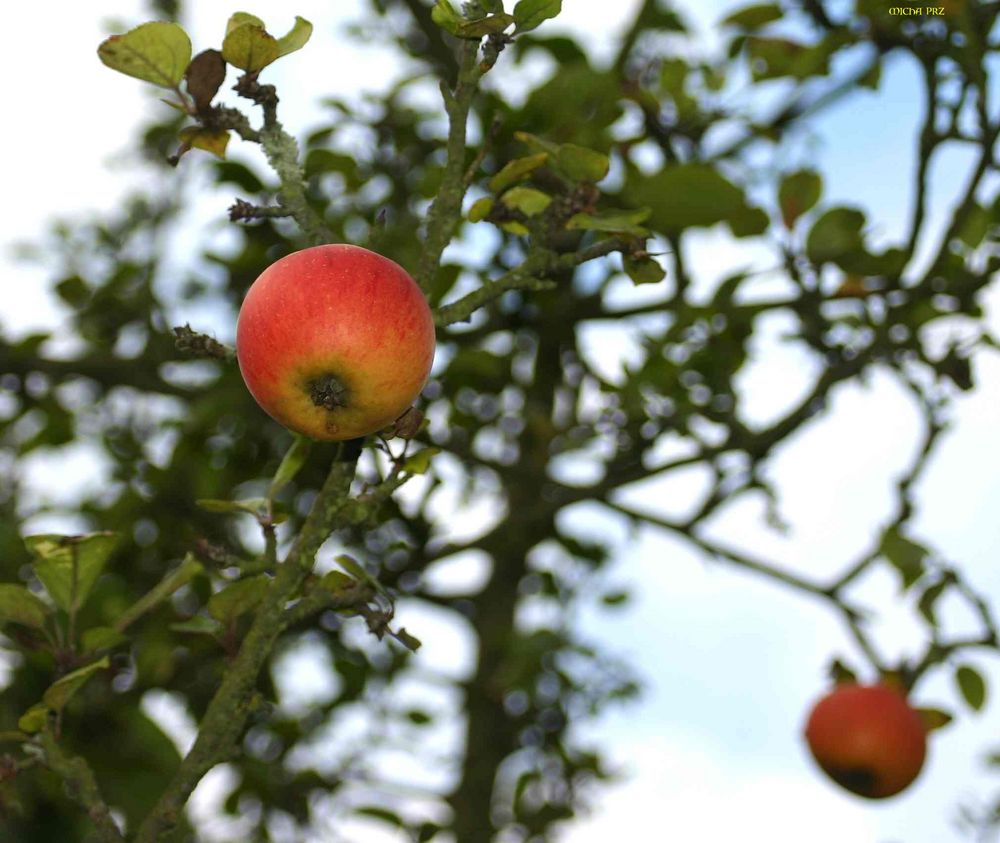 die letzten am Baum - lecker Äpfelchen